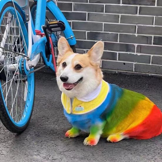 12 Pezzi Bastoncino Colorante per Pelo di Animale Cane Vernice Colorante per Pelo Pennarelli Temporanei Colore Capelli Sicuro Stick per Styling Accessori per Animali