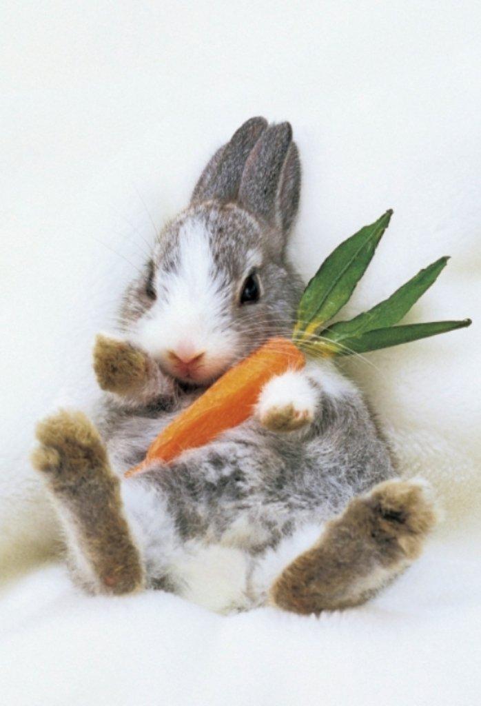 

300 Piece Aim Puzzle Master Carrot Time (Pet) (26x38cm)