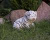 Garden Sculpture of a Bulldog Dog Made of Concrete