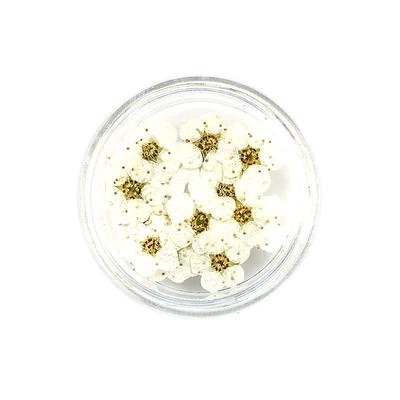 20 Teile/schachtel Gepresste Getrocknete Narzissen Pflaumenblüten Blume Für Epoxidharz Schmuckherstellung Nail Art Craft Diy Zubehör