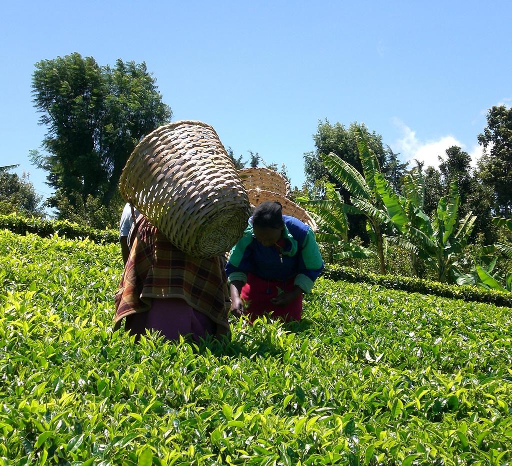 Hishiwaen Hishiwa Pesticide-Free Ginger Black Tea Tea Bags, 40g X 5