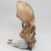 New Skull Night Lamp, Ambient Adjustment Light Skull Night Lamp Halloween Resin Decoration