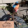 [S.T.S.G] Bird Ornament Gardening Realistic Look-alike Cute Garden Object Interior Decoration Ornament Gift Decoration (Kingfisher)