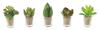 Kishima CT Catalyst Deodorizing Artificial Green Little Succulent Family KH-60989