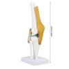 Life Size Human Knee Joint Model for Skeleton Anatomy Study Teach with Ligament Model Knee Joint Anatomy Model Knee Joint Model