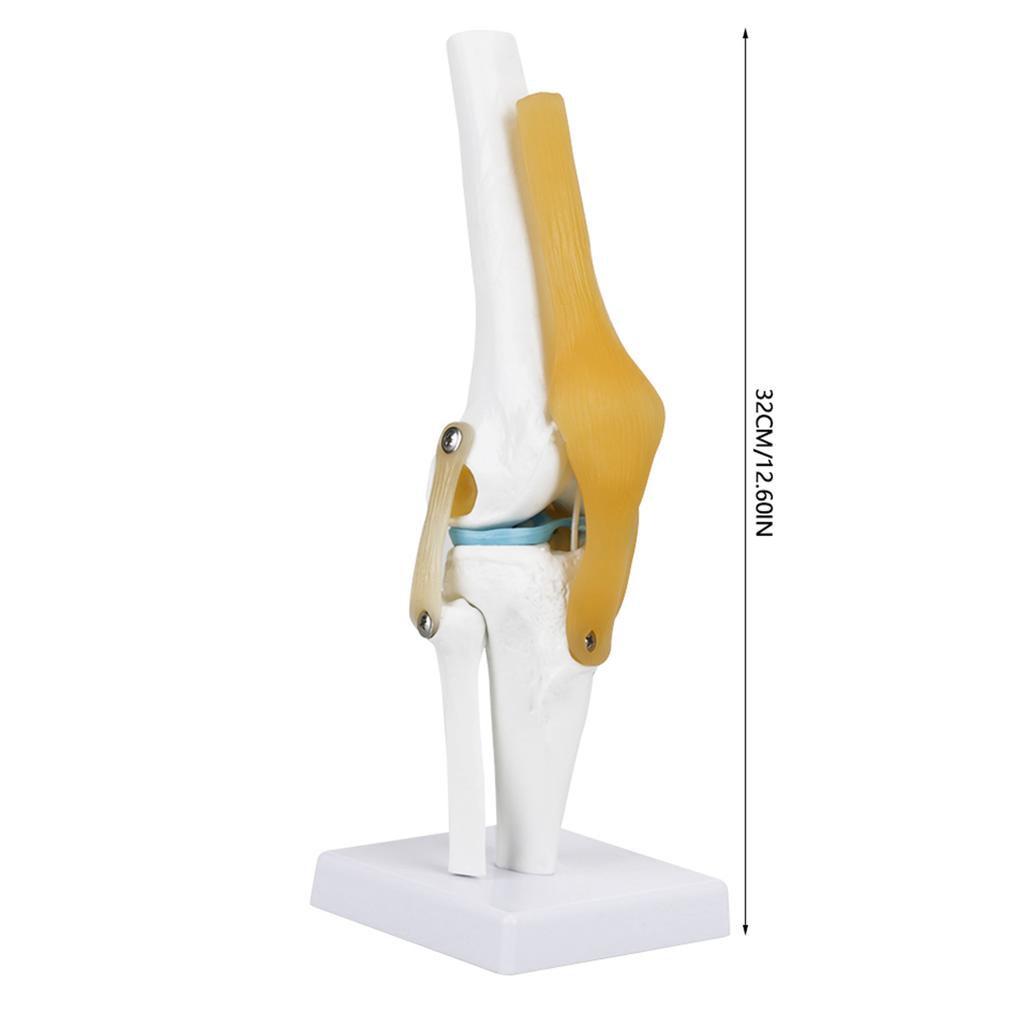 Life Size Human Knee Joint Model for Skeleton Anatomy Study Teach with Ligament Model Knee Joint Anatomy Model Knee Joint Model