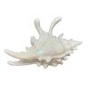 Seaside Vacation Style Conch Claw Clip Summer Beach Style Shark Clip 2025 New High-end Hair Clip Hair Accessory