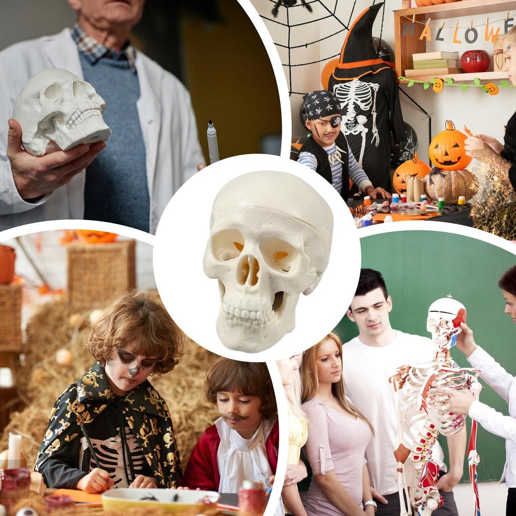 Skull Anatomy Model Skeleton Head Model Realistic Small Skull Crafts Halloween Decor for Teaching Anatomy Learning Classroom