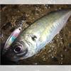 DUEL HARDCORE Carbon Nylon Line, 2.5 Lbs., for Horse Mackerel and Rockfish, CN, 150m, 2.5 Lbs., Yellow, H3445