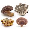 Realistisches Pilzset mit essbaren Shiitake-, Enoki-, Matsutake-Pilzen, giftigen Schirmpilzen, dekorativen Modellen, ideal für die Heimpräsentation