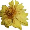 Natural Herbal Yellow Lotus Tea 500g Detox Energy Boost for Men Women