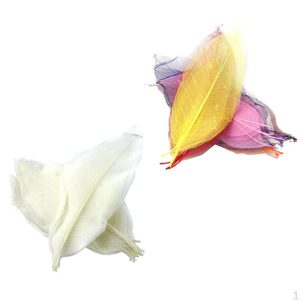 

100 шт. Смешанные скелетированные листья смилакса для скрапбукинга