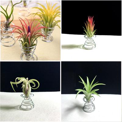 10 Pezzi Supporto Metallico per Piante Aeree Contenitore Portafiori Espositore da Tavolo Vaso