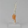 Hand Bone Structure Hand Skeleton Model With Movable Fingers For Classroom Demonstration
