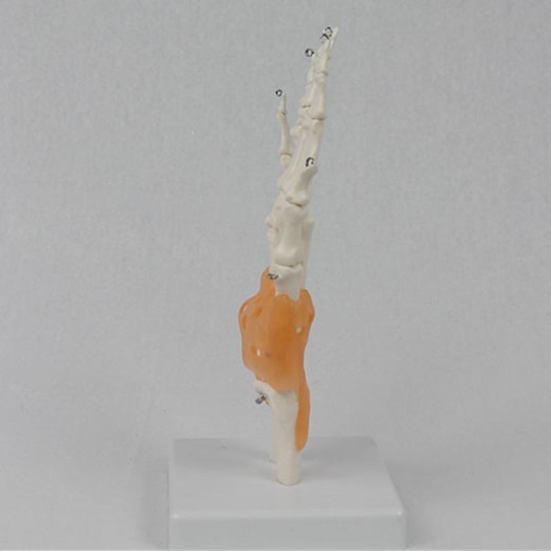 Hand Bone Structure Hand Skeleton Model With Movable Fingers For Classroom Demonstration