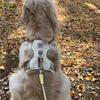 Pet Lightweight Harness Vest Harness for Small Medium Dogs Anti-Pull Puppy Walking Chest and Back For Dogs Outdoor Walking