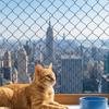 Durable Cat Window Sill Fence Plastic Pet Anti-Fall Mesh Pet Balcony Protective Net  Window