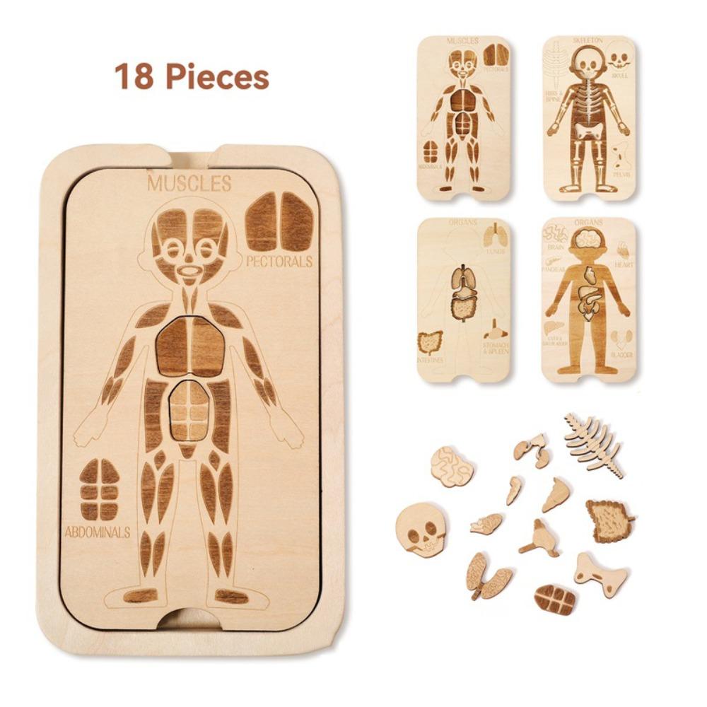 Organ Model Montessori Jigsaw Puzzle Human Structure Human Structure Toy  Science Learning