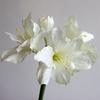 Simulation silk flower ornament, flannel simulation Clivia fake flower home furnishing hotel soft floor flower arrangement material Zhu Dinghong