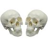 Human Anatomical Model Medicine Skull Human Anatomical Anatomy Head Studying Anatomy Teaching Supplies Skull Model