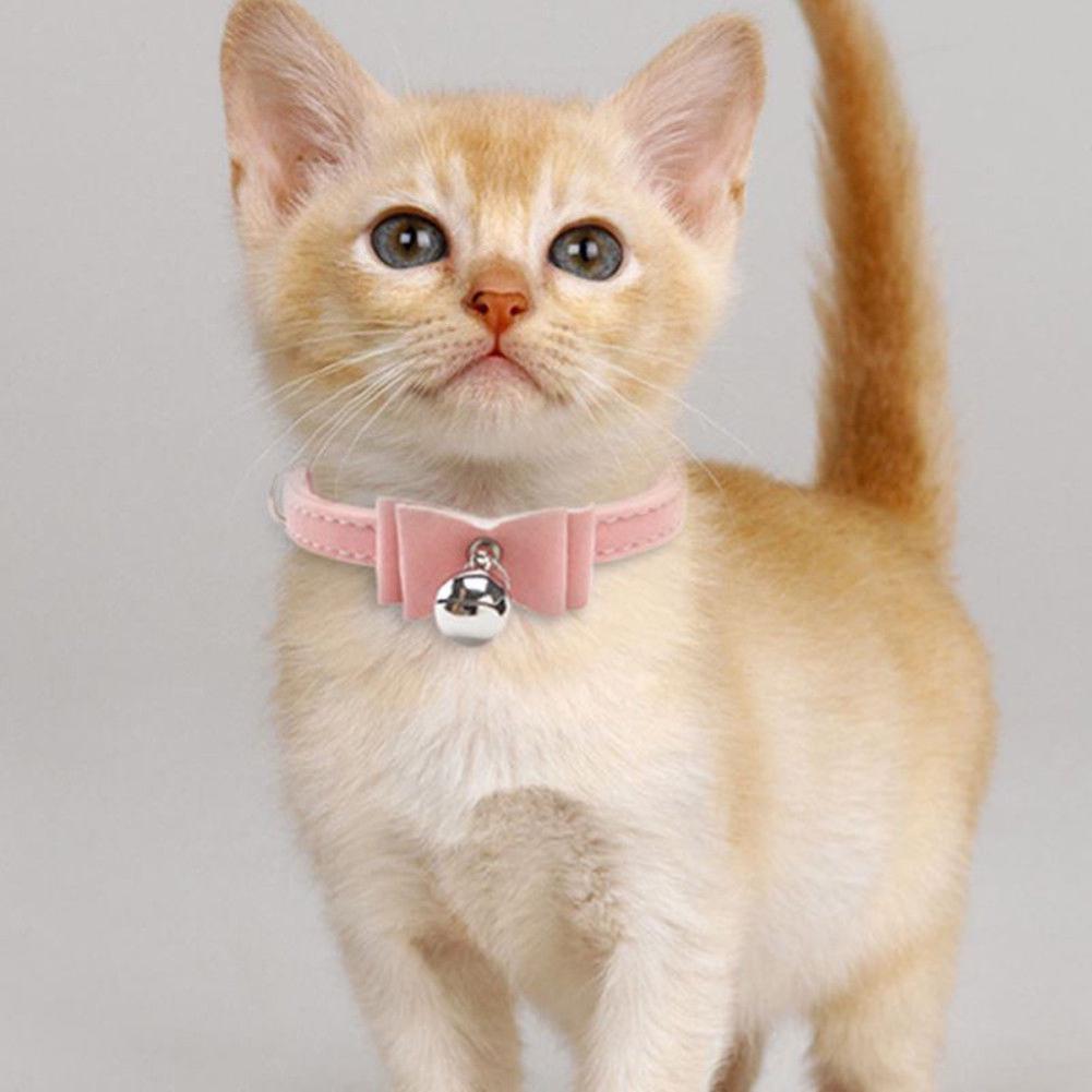 chain collar for cats