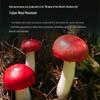 Fujian Wild Red Mushroom Gift Box