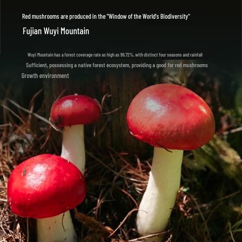 Fujian Wild Red Mushroom Gift Box