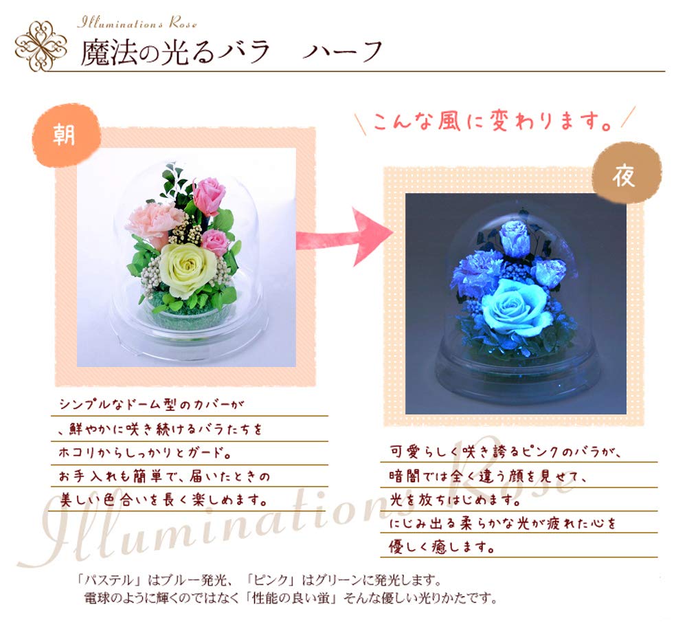 Art for Seasons Half "Glowing Rose" Firefly Pastel Blue Glowing Preserved Flower