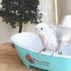Electric Bird Shower Tub Easy To Clean Circulating Bird Bath Parrot Bath Tub Quiet Pump Pet Accessory Large Capacity for Budgies
