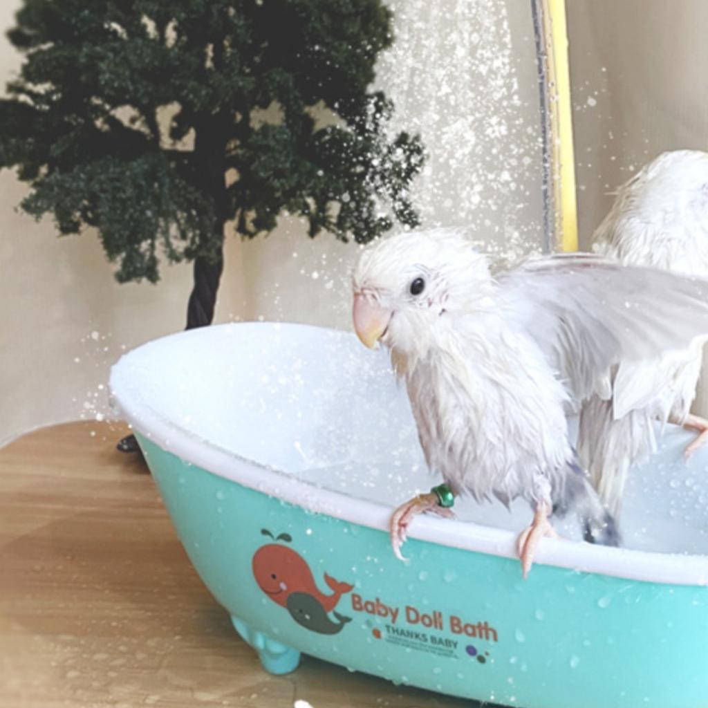 Electric Bird Shower Tub Easy To Clean Circulating Bird Bath Parrot Bath Tub Quiet Pump Pet Accessory Large Capacity for Budgies