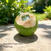 Mini Resin 3D Simulated Coconut Juice Decor 6Pcs Green Brown Accessories for DIY Handmade Gift Jewelry Making Craft
