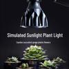 Full Spectrum LED Spotlight for Indoor Succulents and Caudex Plants