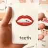 Children Cognition Cards Body Parts Animal Fruits English Word Animal Sheets Color Picture Vegetable Pictures Child Development