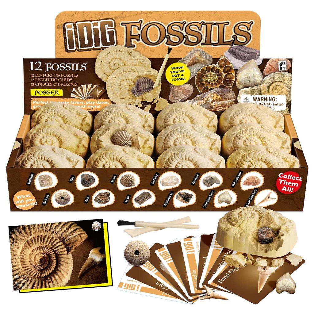XXTOYS Fossil Excavation Fossil Fossil Excavation Natural Fossil Excavation Excavation Set of Gift Kit, Specimen, Kit, Set, Toy, 12, Paleontology,