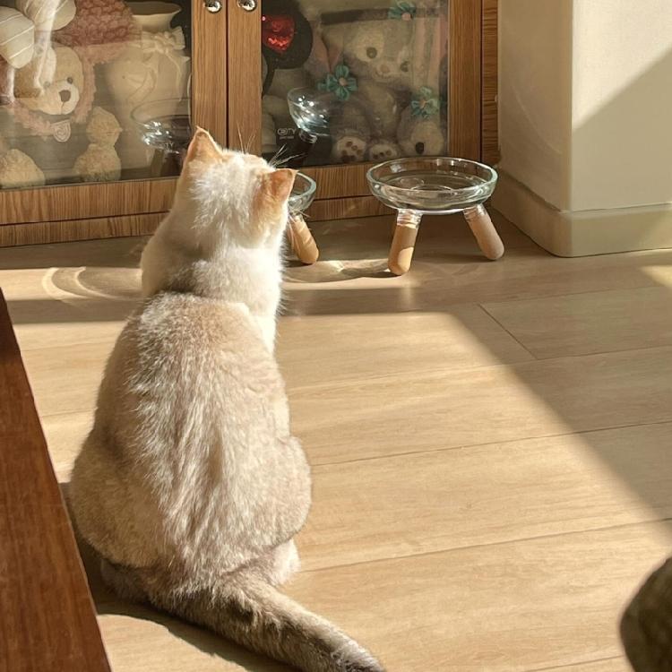 Elevated Dog Bowl Set Insert Dish Feeders And Easy To Clean Design For Small To Large Dogs Feeding Stand