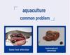 Male Animal Liver Intestine Supplement for Aquatic Nutrition In Fish, Shrimp, and Crab Farming - Buy More, Save More