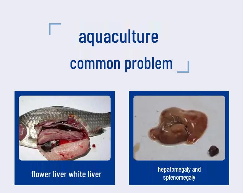 Male Animal Liver Intestine Supplement for Aquatic Nutrition In Fish, Shrimp, and Crab Farming - Buy More, Save More