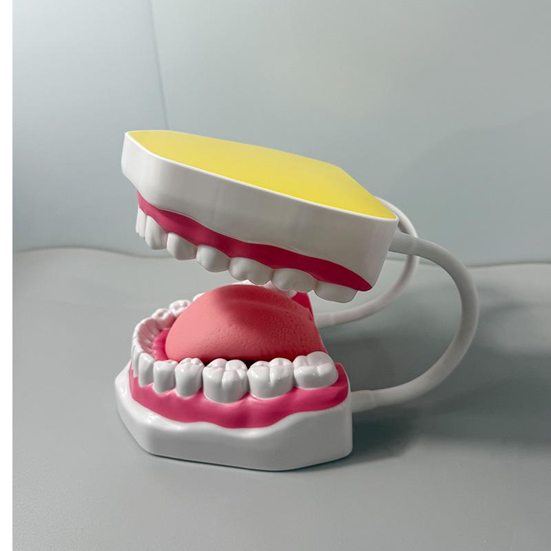 Прозора Знімна Повна Модель Щелепи з М'якими Яснами та Зубами для Підготовки до Імплантації