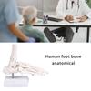 PVC Human Foot Skeleton Model For Anatomy Teaching Learning With Accurate Bone Structure Representation In Classrooms