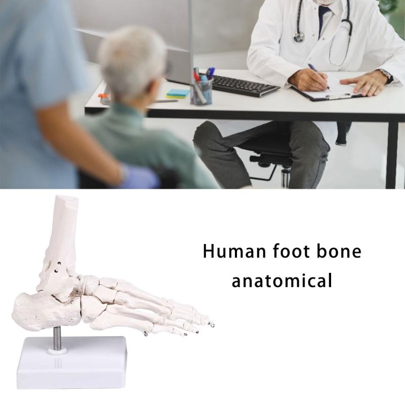 PVC Human Foot Skeleton Model For Anatomy Teaching Learning With Accurate Bone Structure Representation In Classrooms