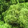 Artificial Moss Silk Grass Lawn for Landscaping and Decoration