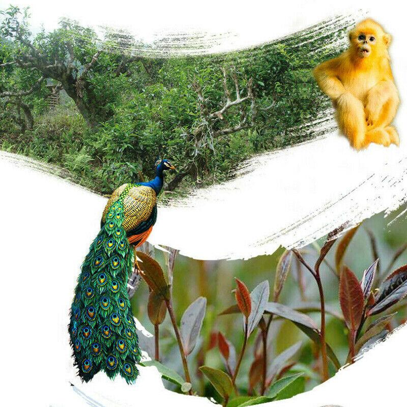 Zi Juan * 2021 Dr. Pu'er Tea Wild Purple Ancient Tree Pu-erh Tea Raw Puerh 200g