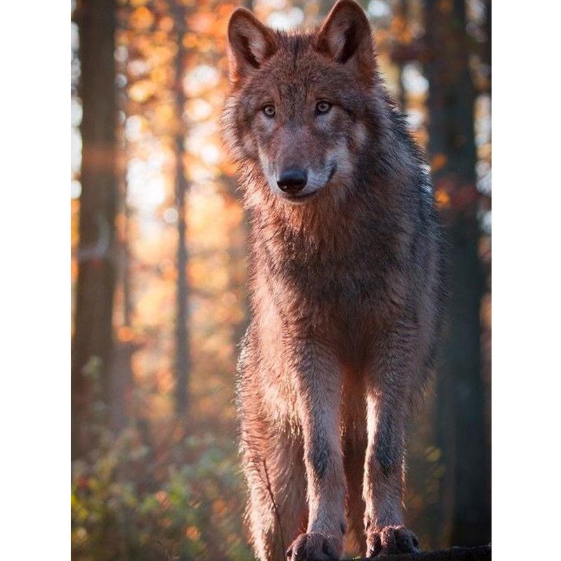 Wolf Icefield Wolf Cartoon Diamond-Painting Full Drill 40x30CM Broderie Diamant