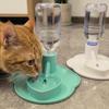 Rutschfeste Automatische Haustierwasserleckdichte Haustier-Trinkstation Für Katzen Kätzchen Hunde