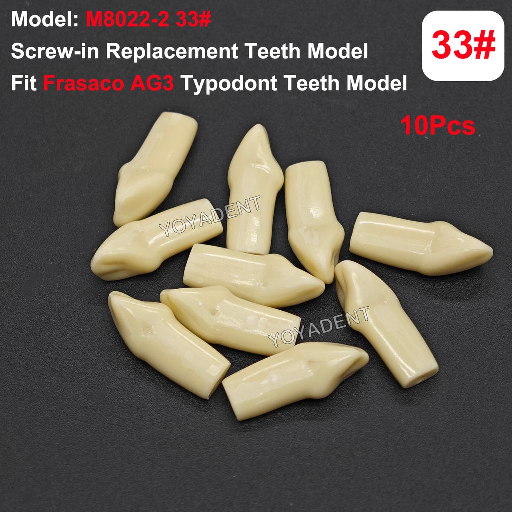Fit Frasaco AG3 Typodont Dental Teeth Model Full teeth 32Pcs Screw-in Practice Filling Soft Gum Gingivae Teeth Training Teach