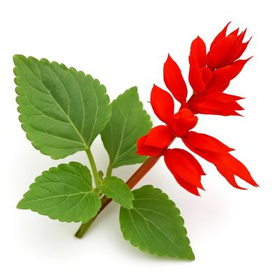 50 Samen Scharlachrote Salbei Johannisfeuer (Pracht-Salbei)