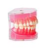 Dental Model Standard Teaching Typodont Soft Gum Teeth Model Training Teeth Jaw Models 28 Removable Teeth Dentistry Lab Model