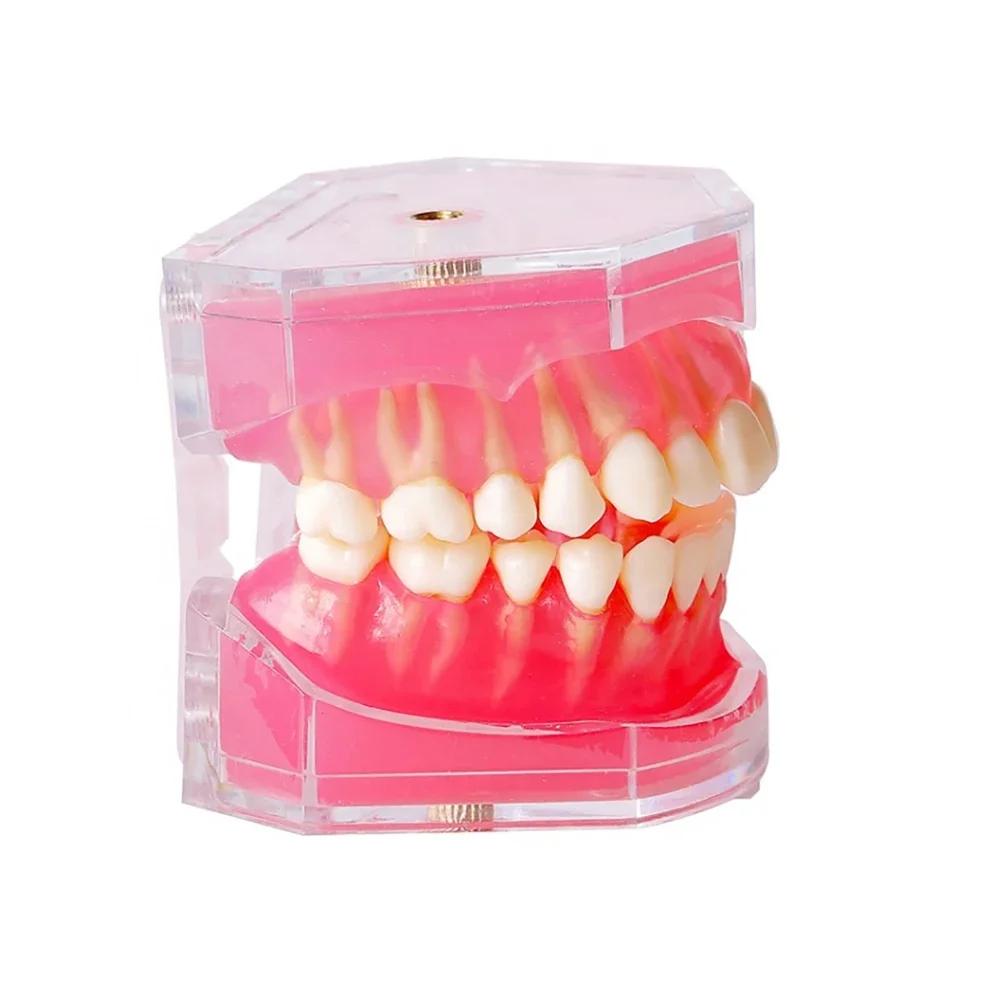 Dental Model Standard Teaching Typodont Soft Gum Teeth Model Training Teeth Jaw Models 28 Removable Teeth Dentistry Lab Model