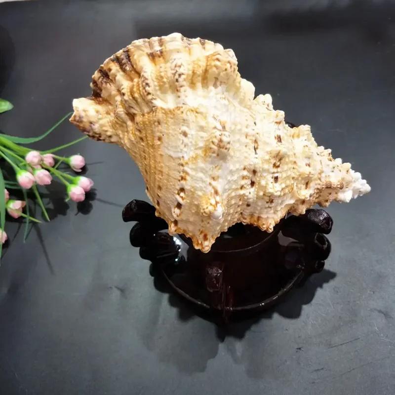 

Ocean Decoration Natural Shell Conch - Fish Tank Landscape, Mediterranean Decoration, DIY Material, Shooting Props