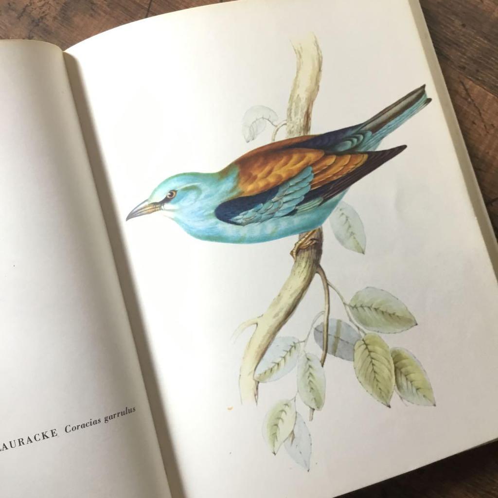 [USED] Foreign books, German bird guides, old books, vintage books